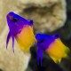 DO15588 peces de colores