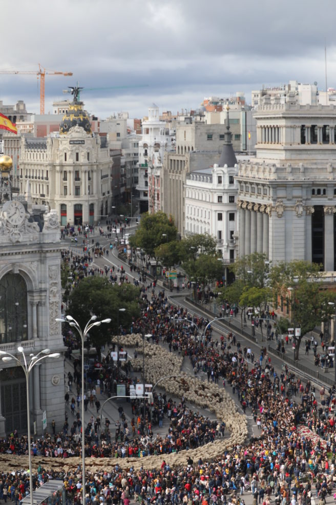trashumancia Madrid 